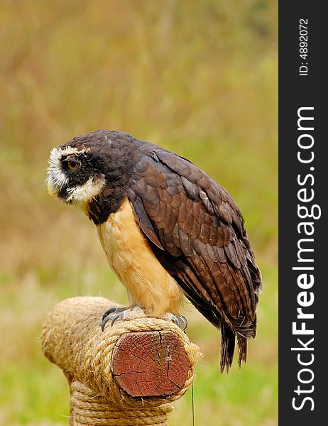 Portrait of spectacled owl  on the log with bush as background