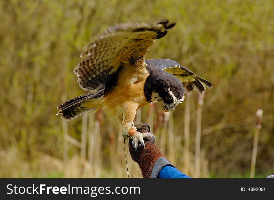 Portrait of spectacled owl  on the log with bush as background