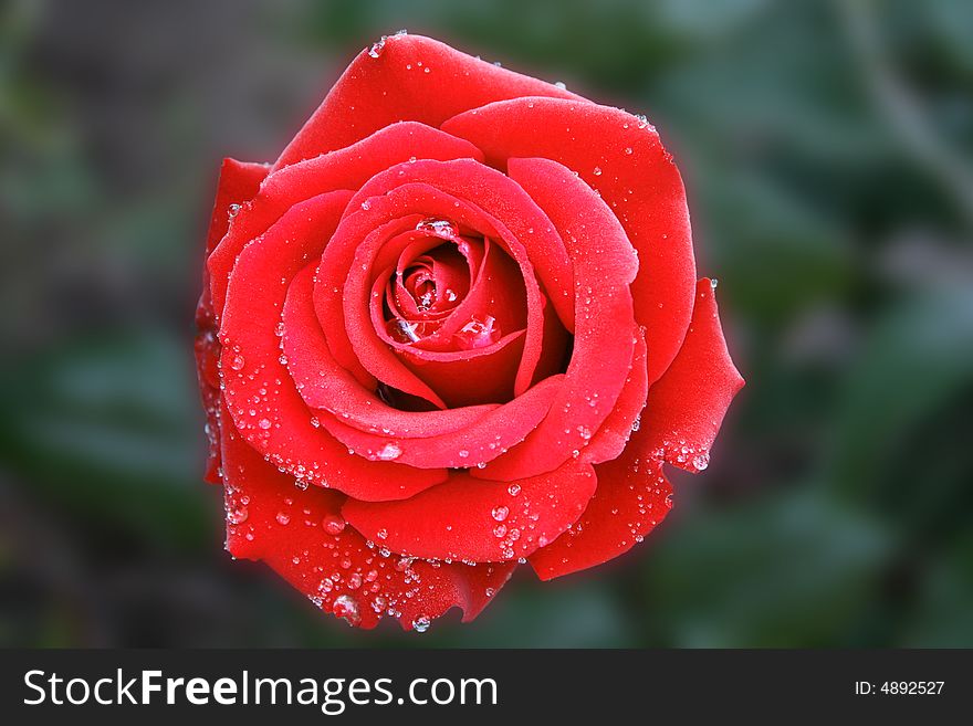 Perfect Red Rose