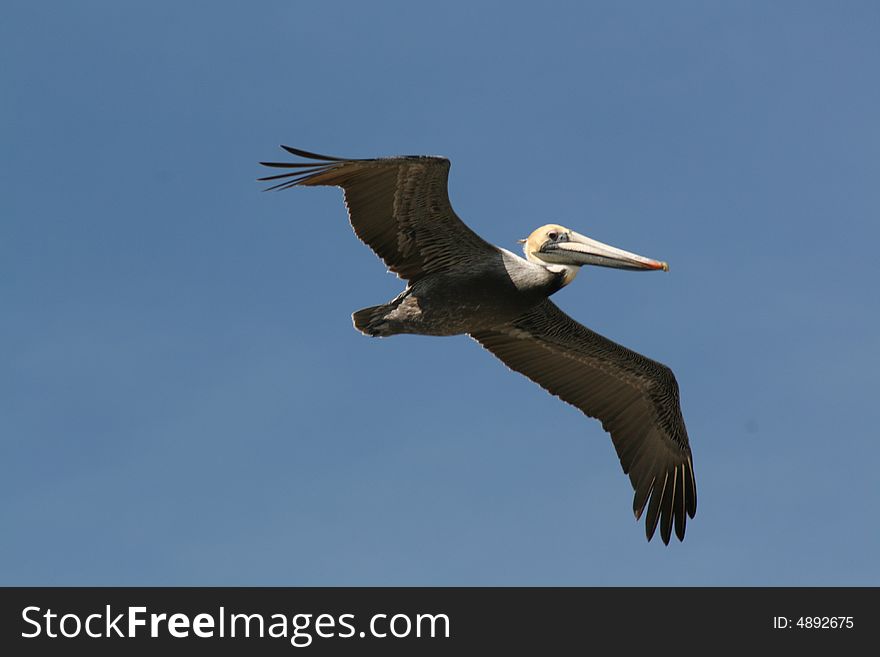 A pelican flying over the beach house. A pelican flying over the beach house