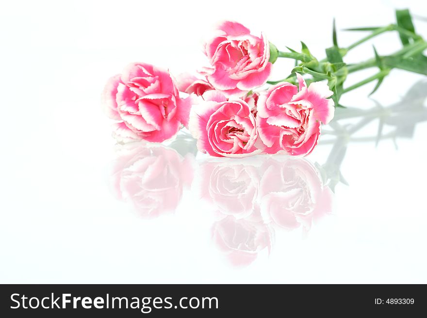 Carnation with reflection on white background. Carnation with reflection on white background