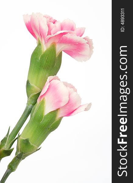 Two beautiful carnation on white background