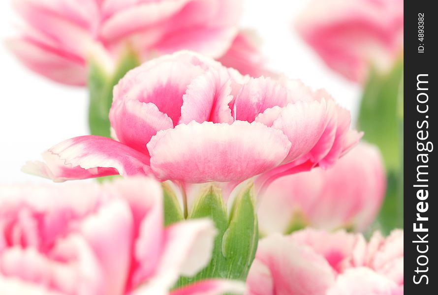 Beautiful pink carnation on white background