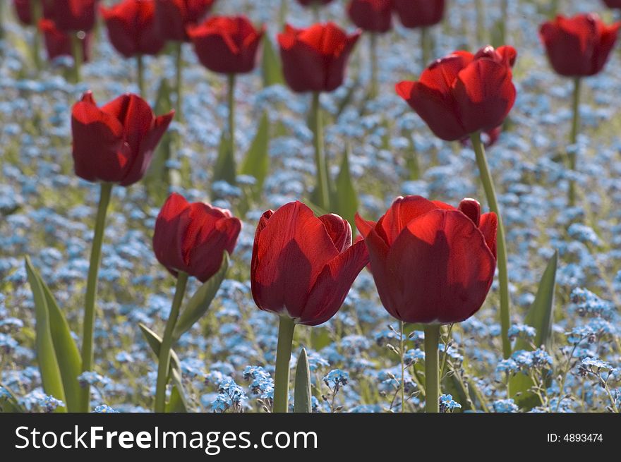 Nice red tulips along with Forget me not flowers in a flower bed