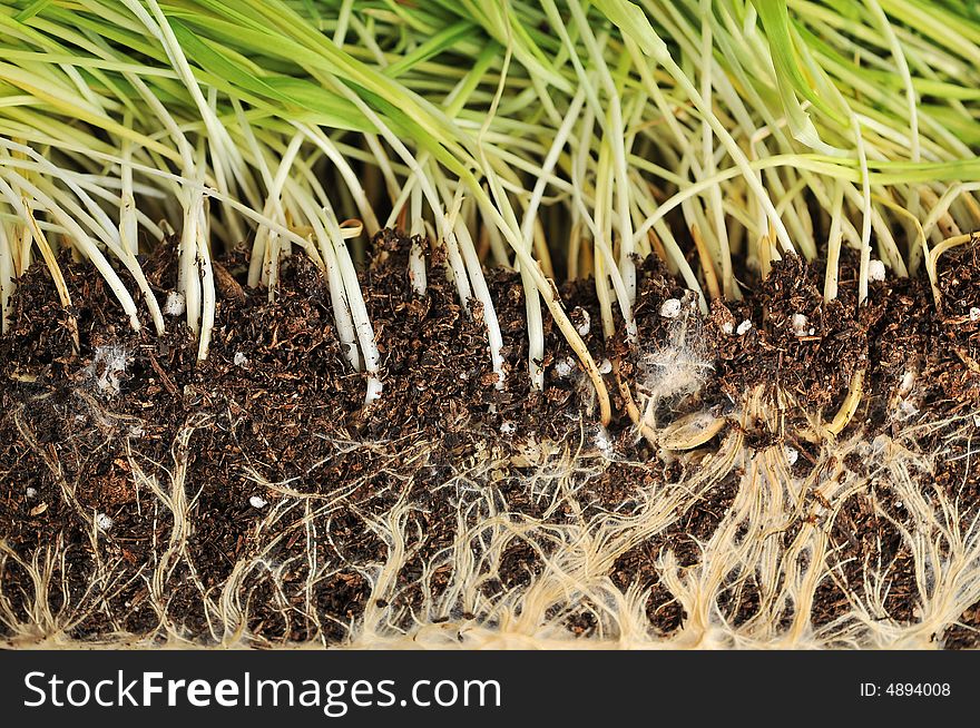 Close up of organic wheat grass