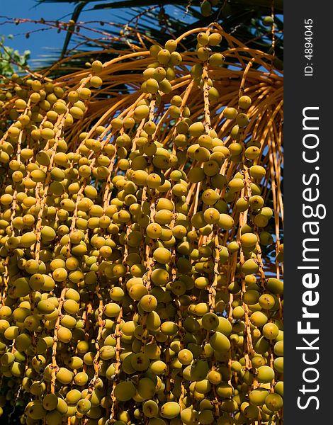 Beautiful warm yellow color of palm tree fruits. Beautiful warm yellow color of palm tree fruits