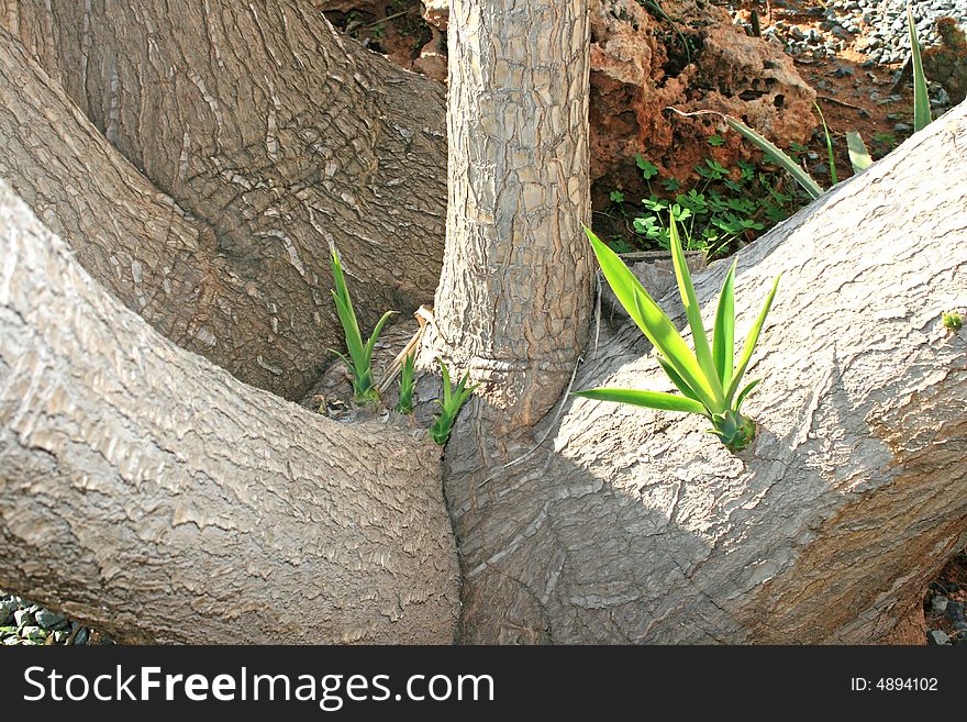 Fantastic exotic tree with young leaves. Fantastic exotic tree with young leaves.