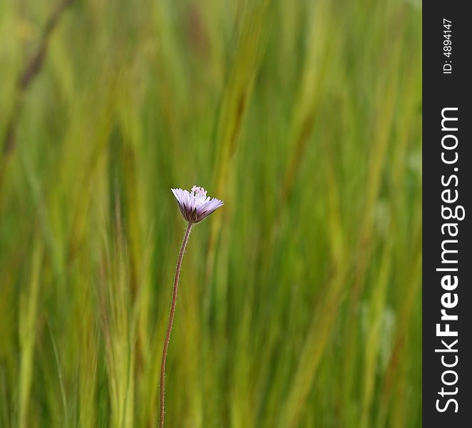 Lonely Little Flower