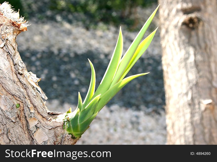 Fantastic exotic tree with young leaves. Fantastic exotic tree with young leaves.