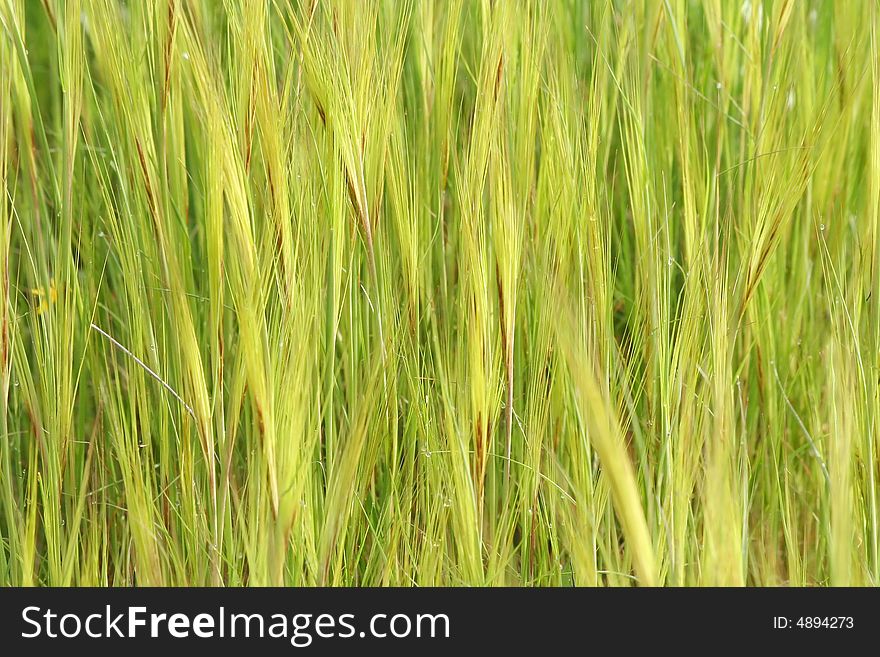 A patterned background of green weeds during springtime. A patterned background of green weeds during springtime