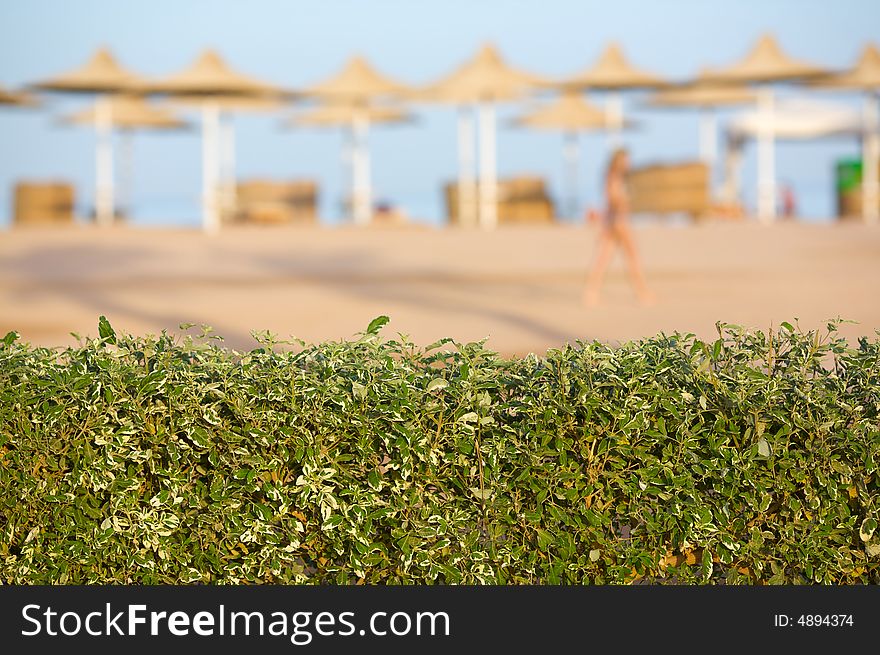 Hedge in front of a beach