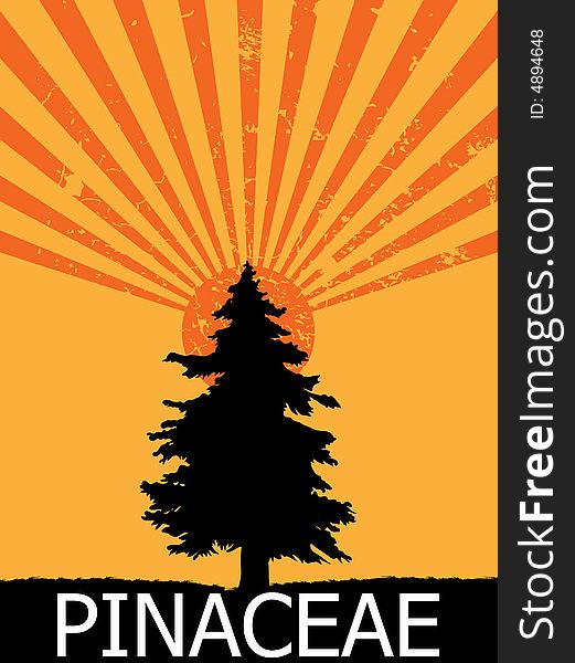 Pinaceae Tree Background,Vector,Image. Pinaceae Tree Background,Vector,Image