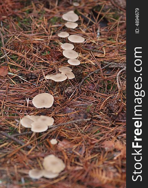 A line of toadstools on the forest floor