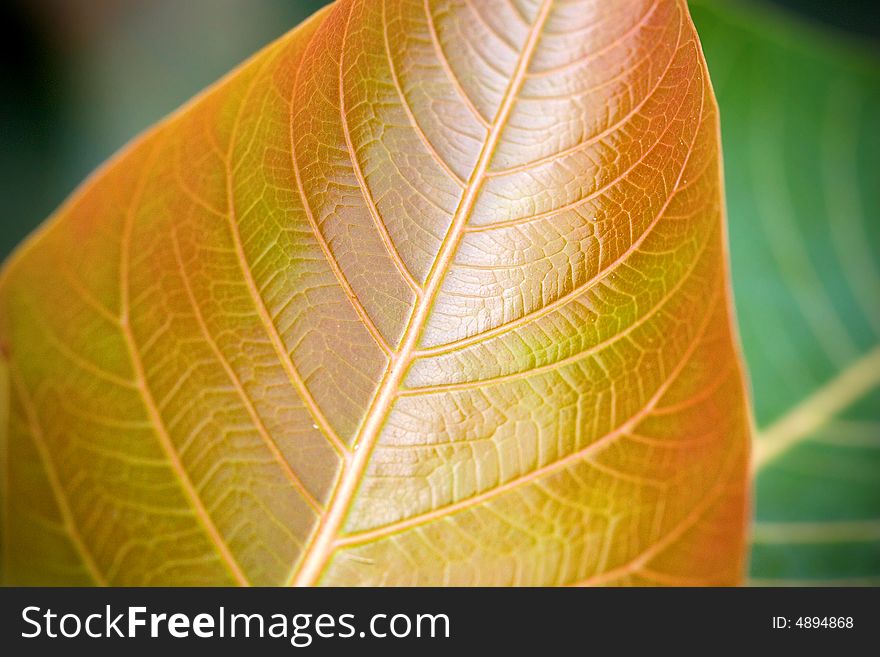 A close up view of the veins of a leaf hanging by the river. A close up view of the veins of a leaf hanging by the river