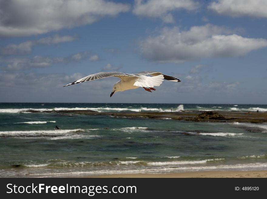 The seagull flies above ocean. The seagull flies above ocean
