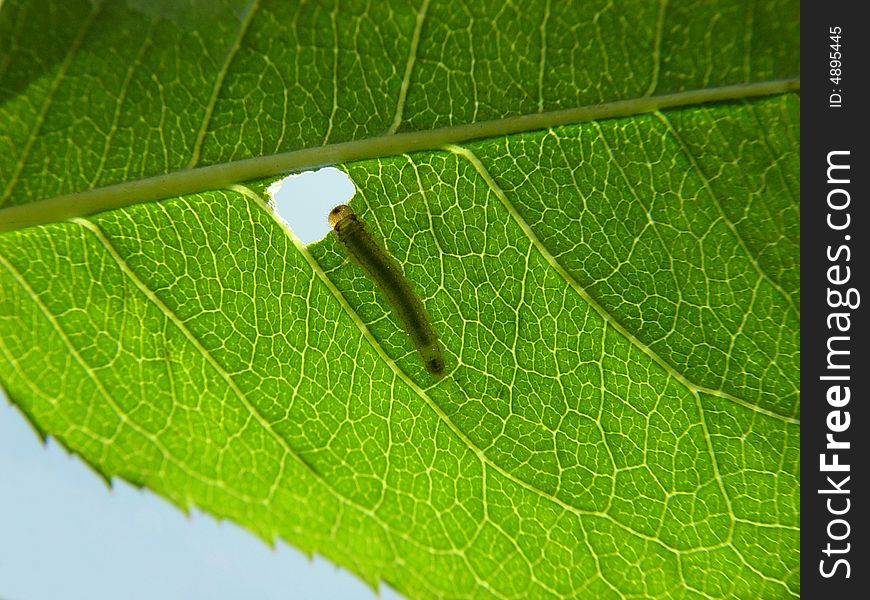 The caterpillar eating green leaf. The caterpillar eating green leaf