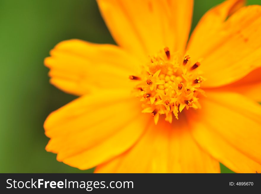 A close up macro of a orange flower. A close up macro of a orange flower