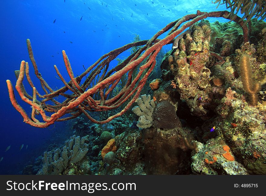 Coral landscape underwater on the island of Bonaire