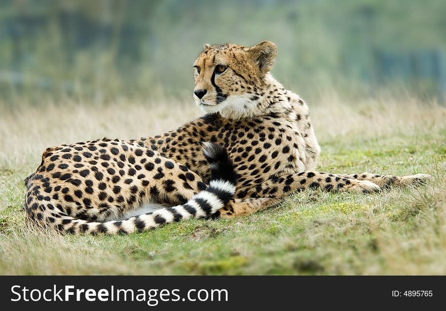 Close-up of a beautiful cheetah (Acinonyx jubatus)