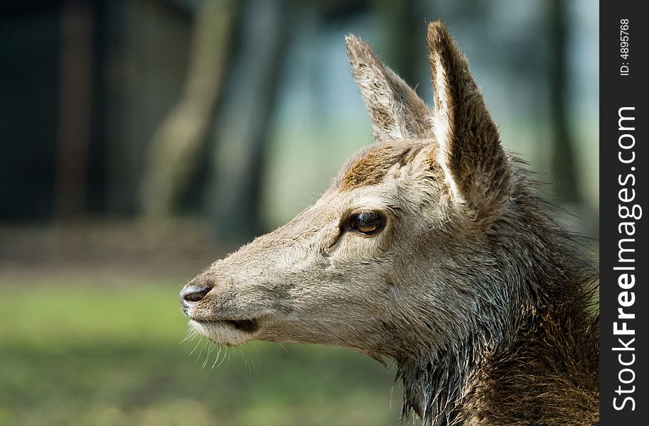 Close-up of a beautiful deer in the forest