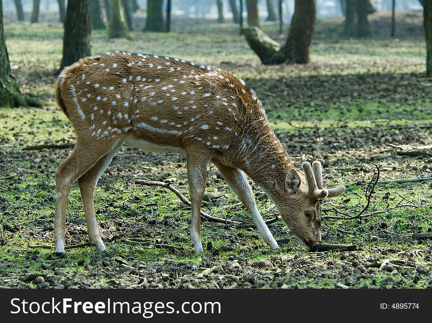 Close-up of a beautiful deer in the forest