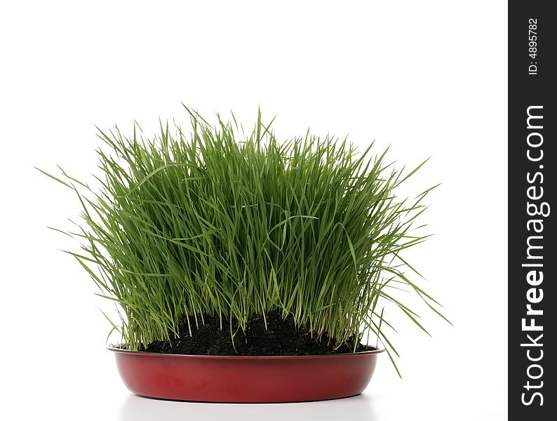 Green fresh grass with dirt on white background
