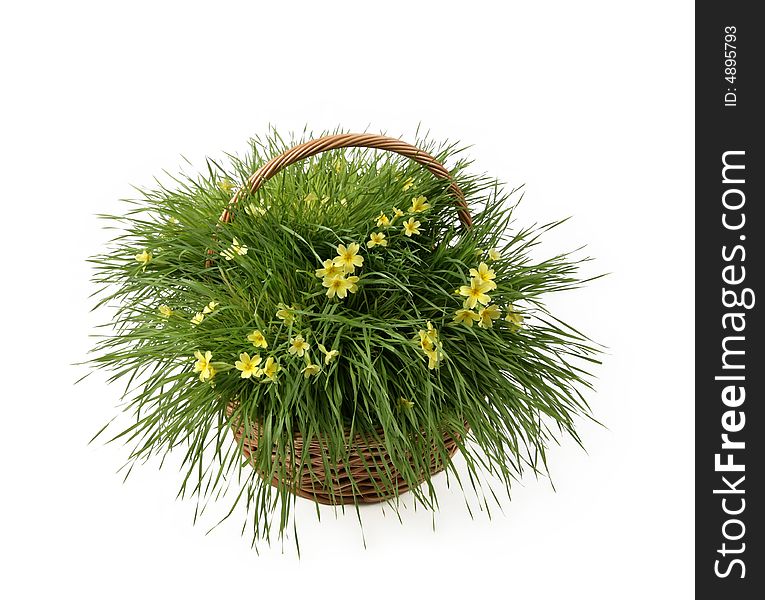 Yellow flowers in basket with fresh grass