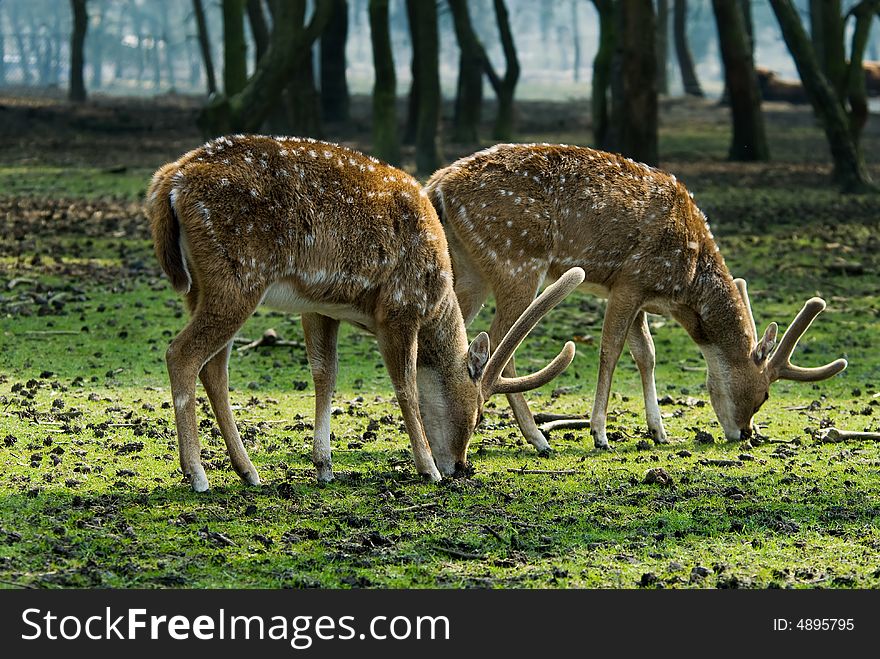 Close-up of a beautiful deer in the forest