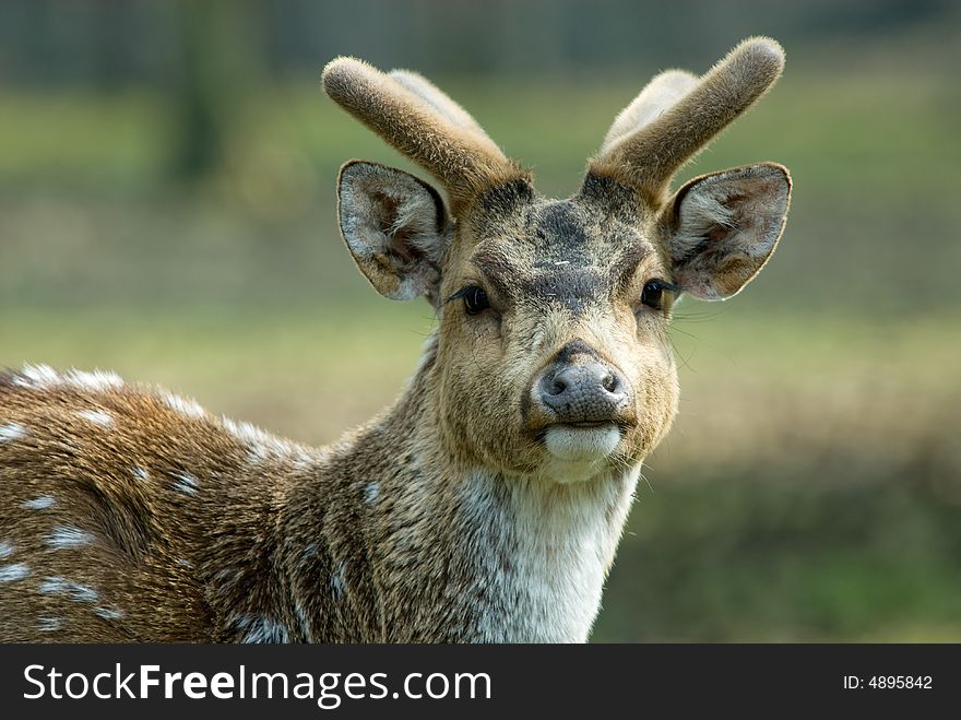 Close-up of a beautiful deer in the forest