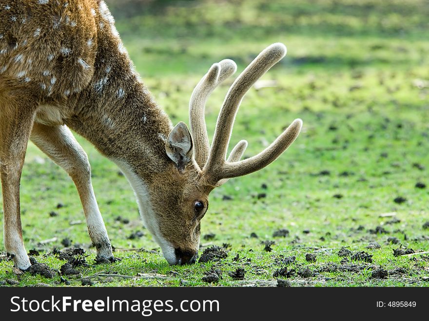 Close-up of a beautiful deer in the forest