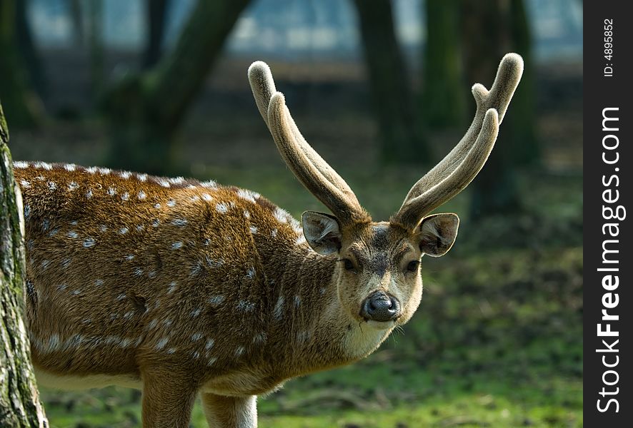 Close-up of a beautiful deer in the forest