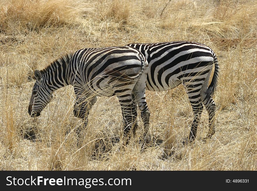 Zebra couple in a national park in africa