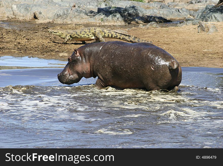 Hippos in a pool in a national park in Africa with a crocodile in the back. Hippos in a pool in a national park in Africa with a crocodile in the back