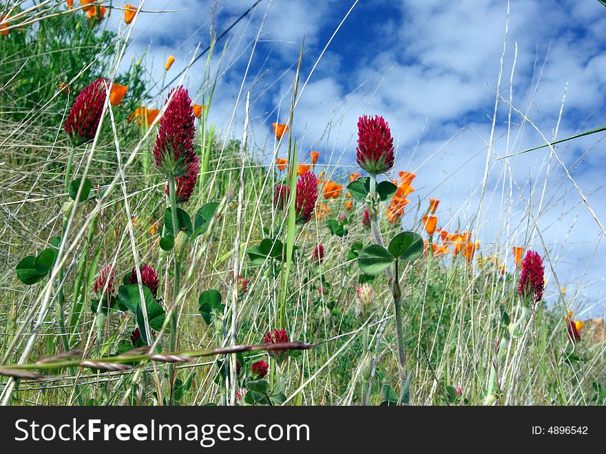 A ground level view of Red Clover, California Poppies and other grassland plants. A ground level view of Red Clover, California Poppies and other grassland plants.