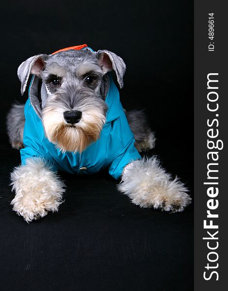 Schnauzer dog with cloth in front of black background