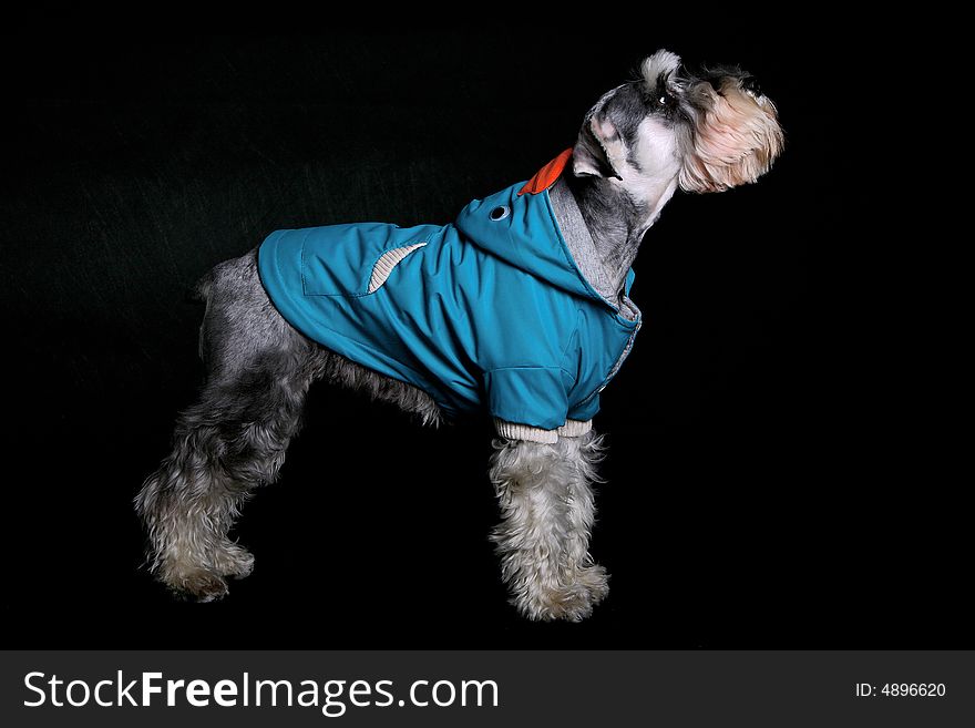 Schnauzer dog with cloth in front of black background