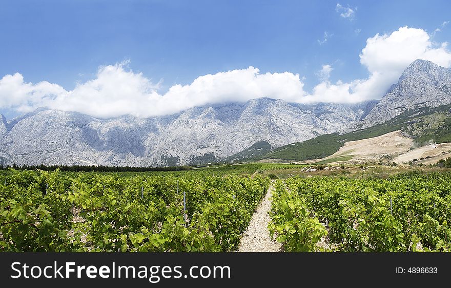 View of vineyard in dalmatia, Croatia. View of vineyard in dalmatia, Croatia.