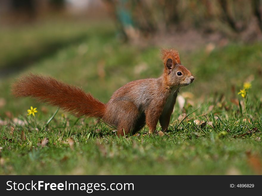 Red squirrel sitting on the lawn. Red squirrel sitting on the lawn