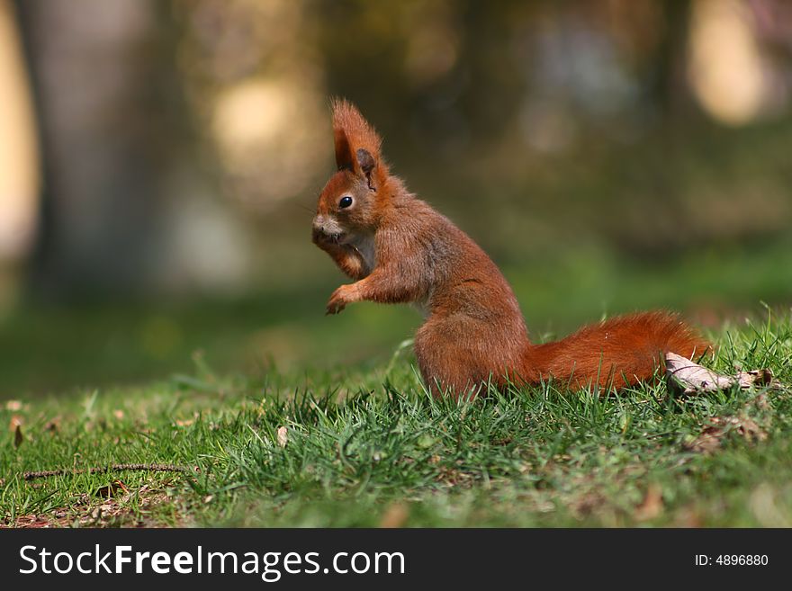 Red squirrel on the lawn calling somewhere. Red squirrel on the lawn calling somewhere