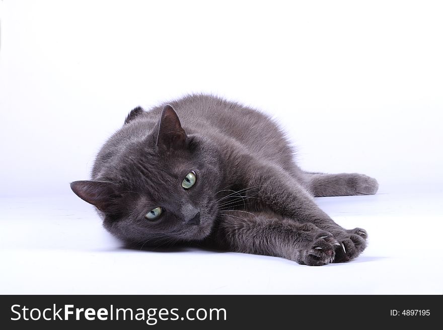 Cat on a white background