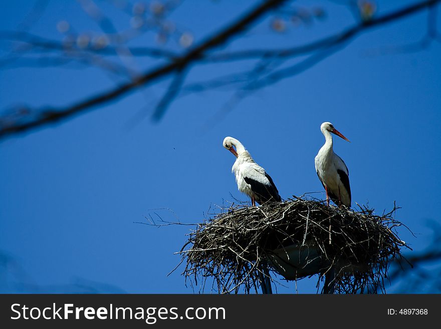 Two adult white storks in a nest, surrounded with blue sky