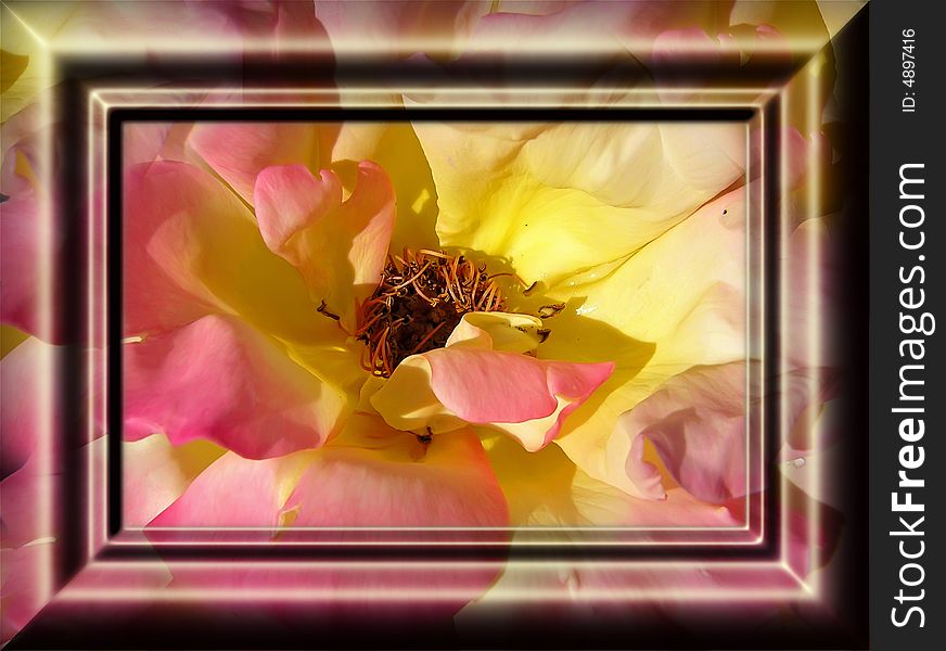 Decorative framework for a photo with the image of a rose.