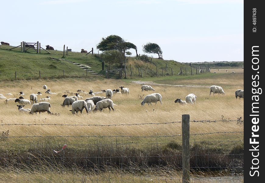 Photo was made on the coast of Brighton,presenting sheep's,and threes,also wind. Photo was made on the coast of Brighton,presenting sheep's,and threes,also wind...