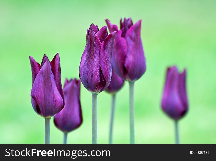 Violet tulips and green background