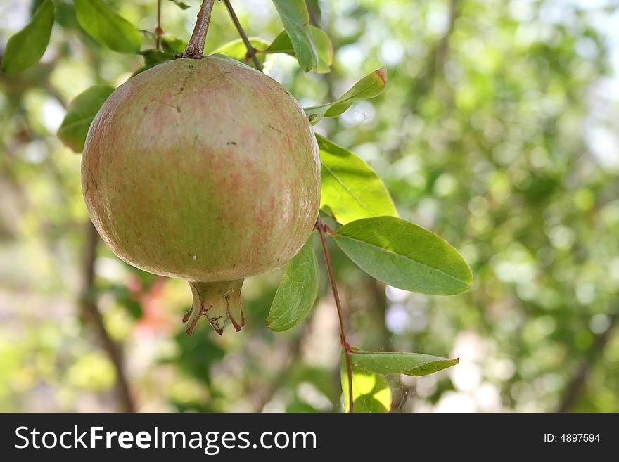 Pomegranate hanging on a branch