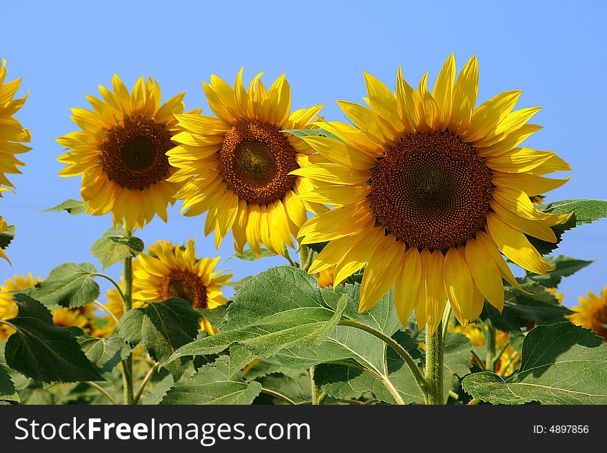 Flowers of a sunflower on a plantation on a background of the blue sky. Flowers of a sunflower on a plantation on a background of the blue sky.