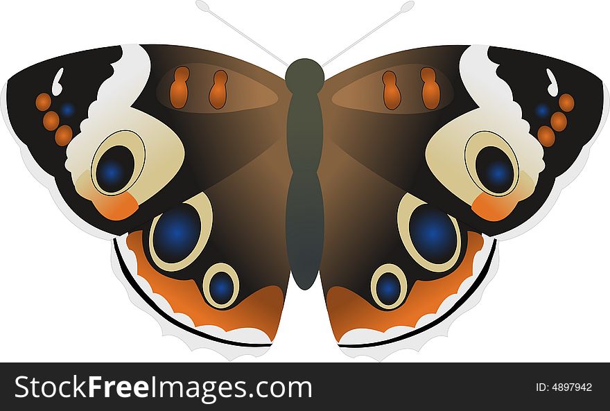 The beautiful color butterfly in a vector