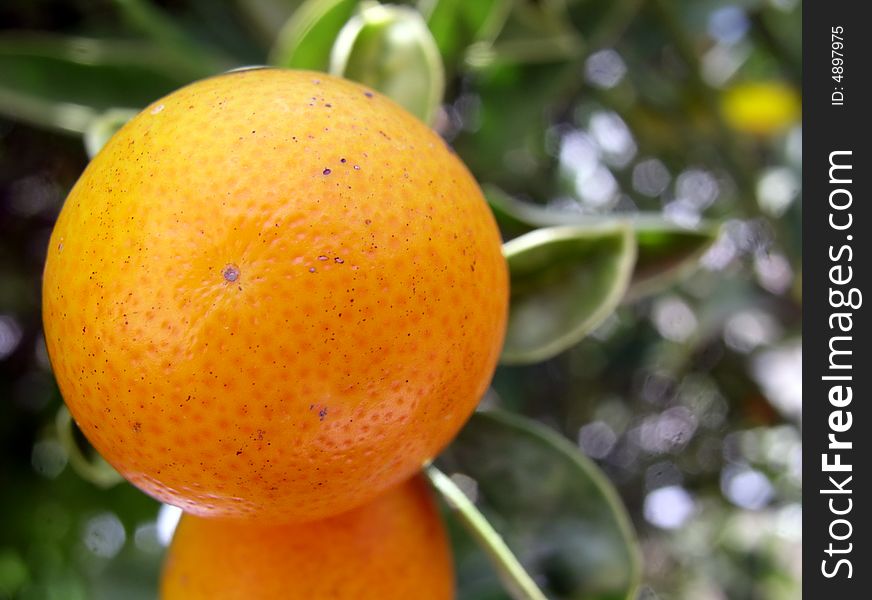 Closeup photo of orange fruit. Closeup photo of orange fruit