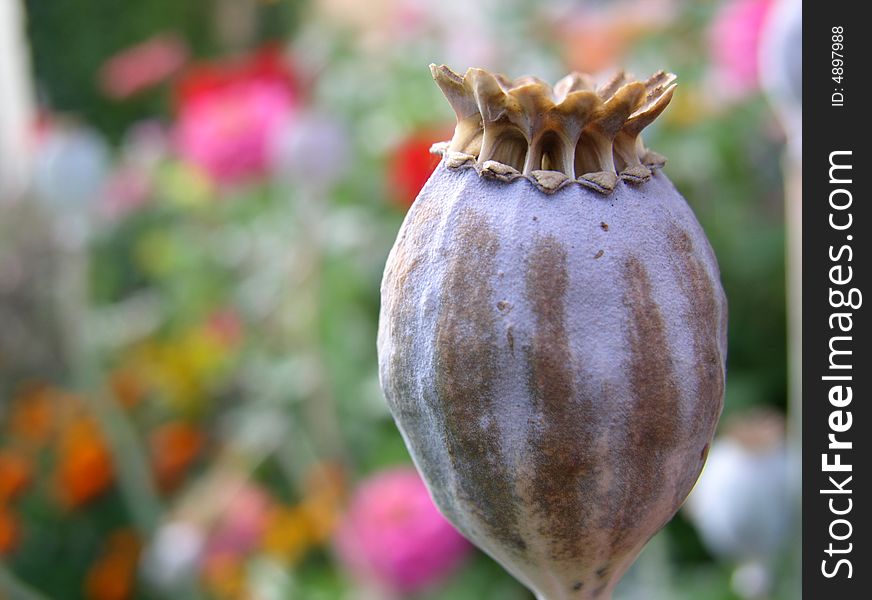 Close up photo of poppy. Close up photo of poppy