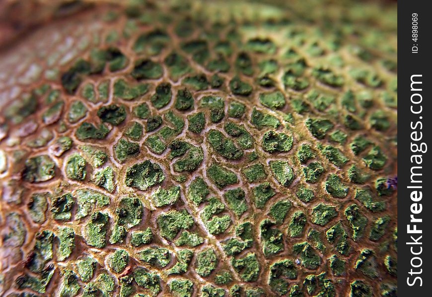 Closeup photo of some uneatable mushrooms. Closeup photo of some uneatable mushrooms